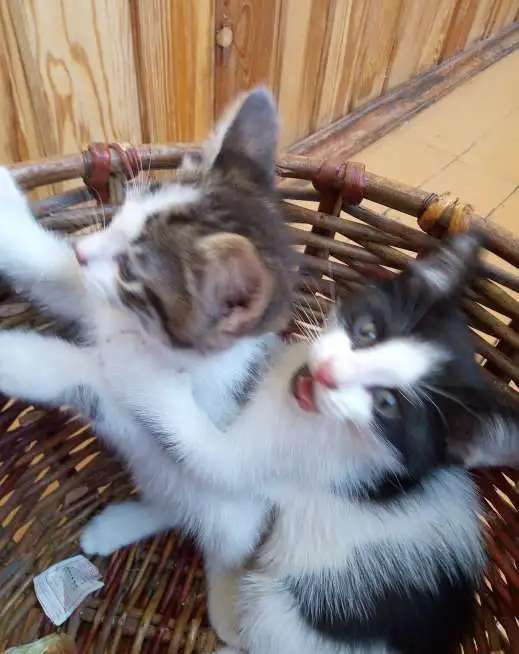 Отдам котят в добрые руки