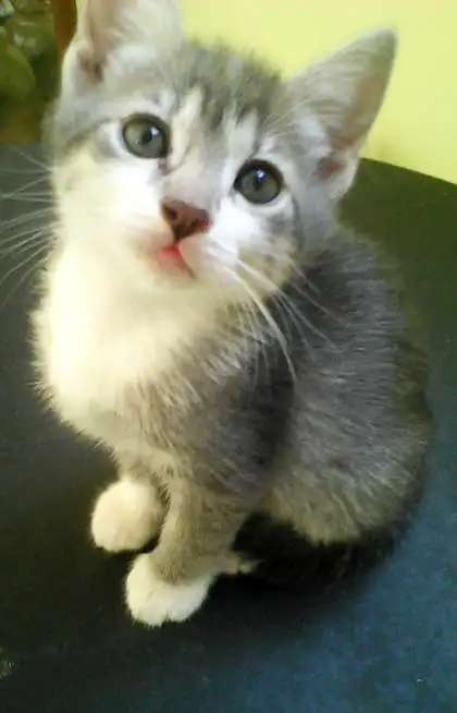 котята