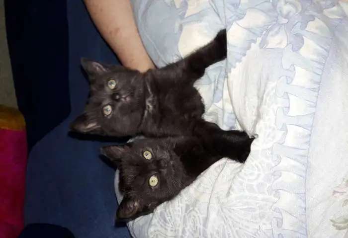 Продаю породистых вислоухих котят