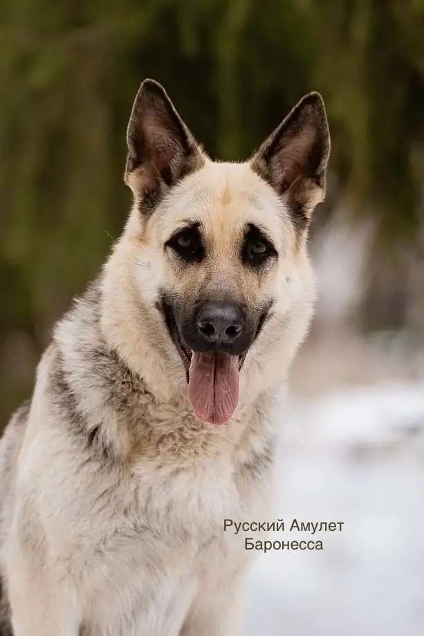 Породные щенки ВЕО