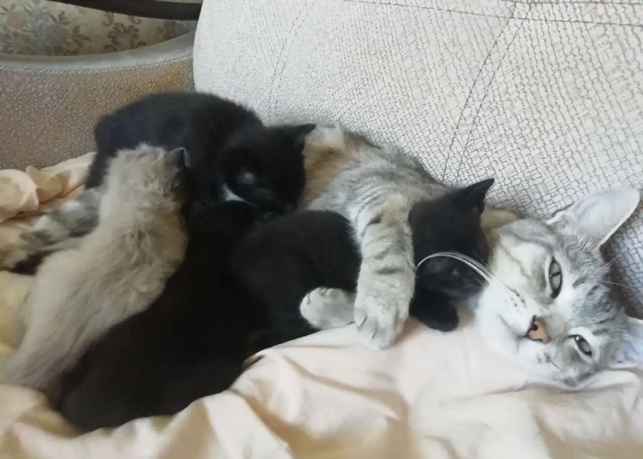 Отдам котят