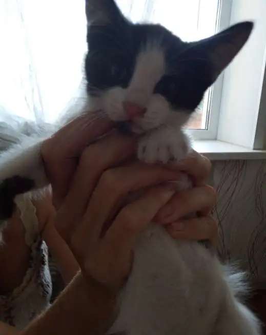 Отдам котят в добрые руки