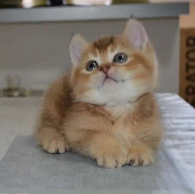 Котята шиншиллы