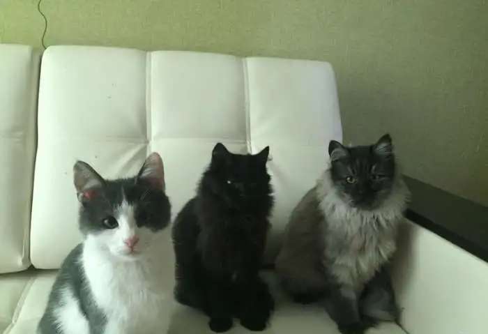 котята даром