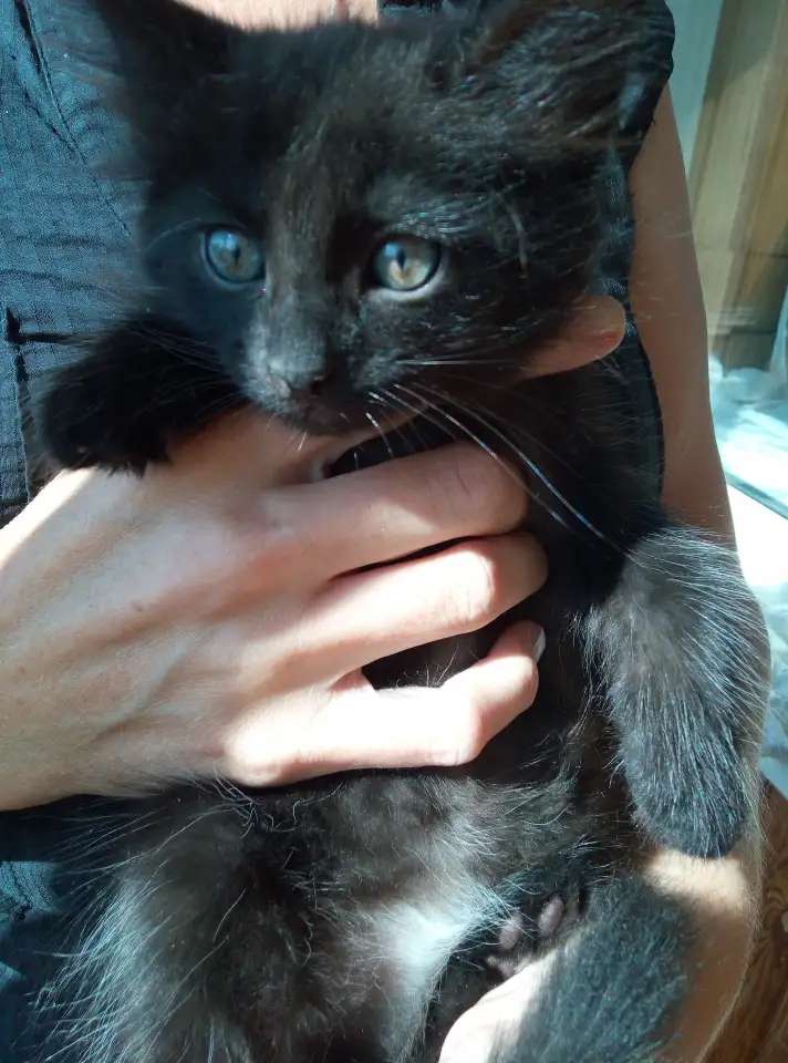 котят отдам