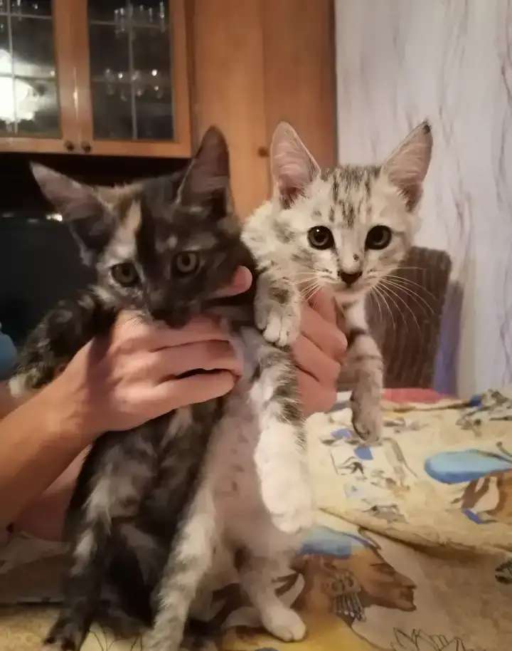 Отдам котят добрым людям