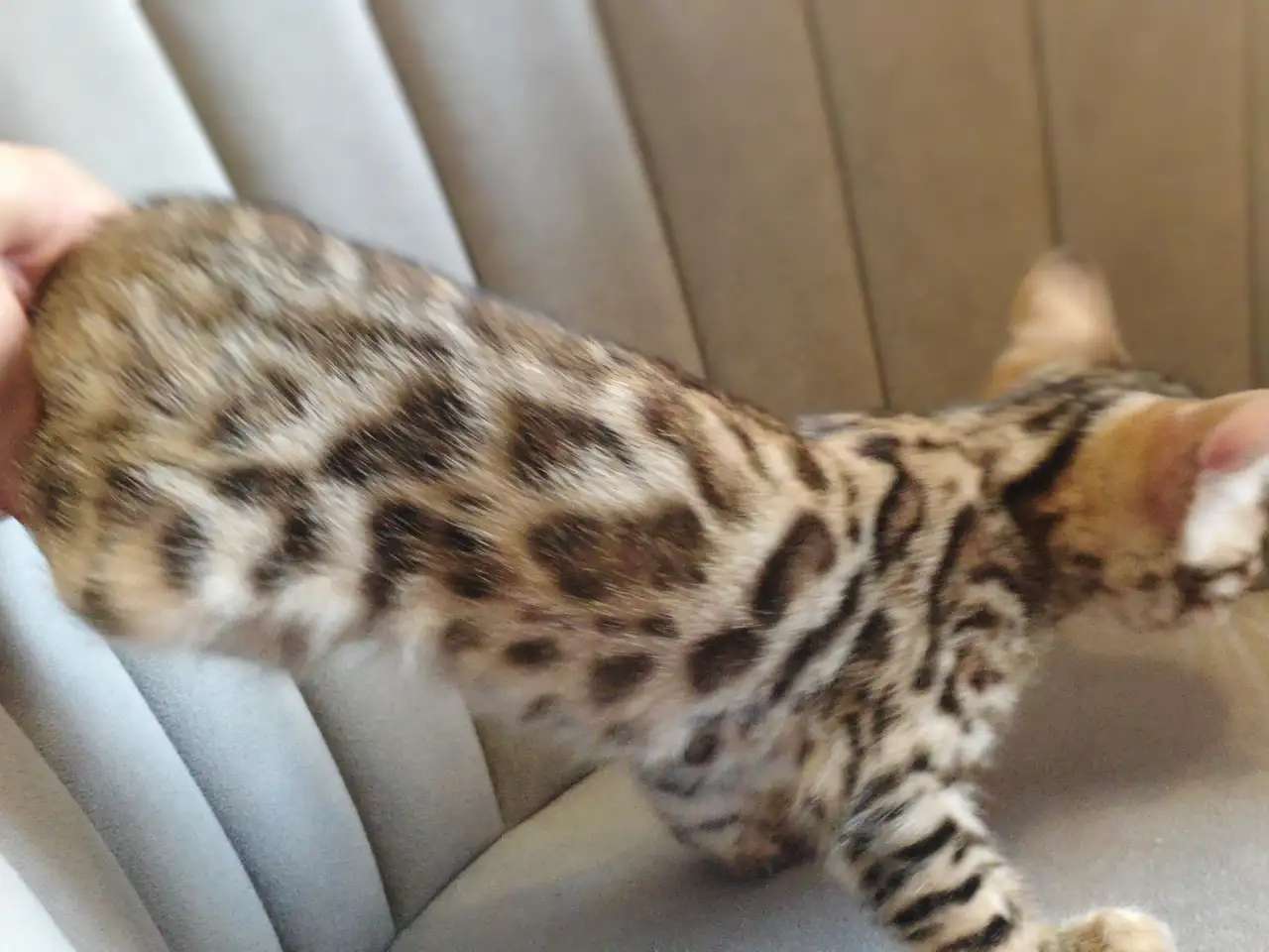 Бенгальские котята