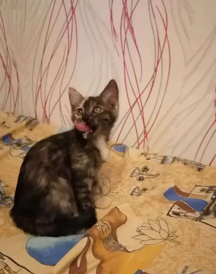 Отдам котят добрым людям