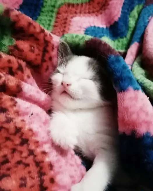котята ищут хороший дом