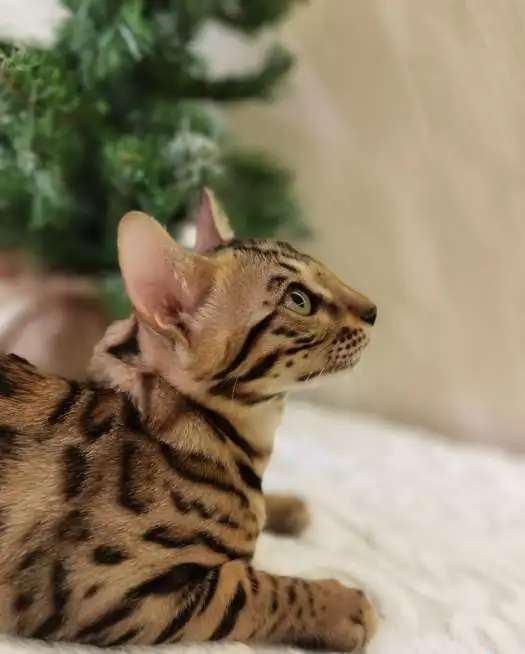Бенгальские котята