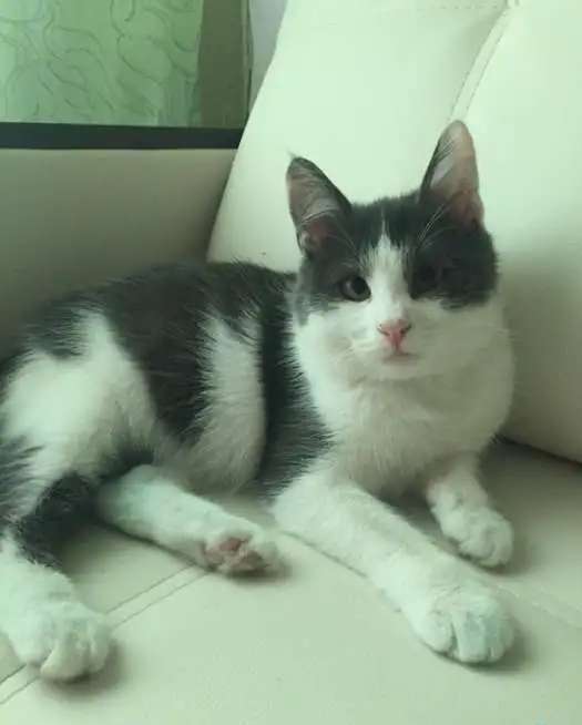 котята даром