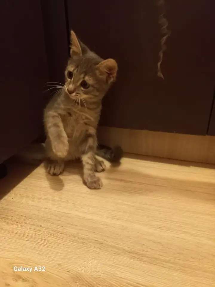 Отдам котенка в добрые руки