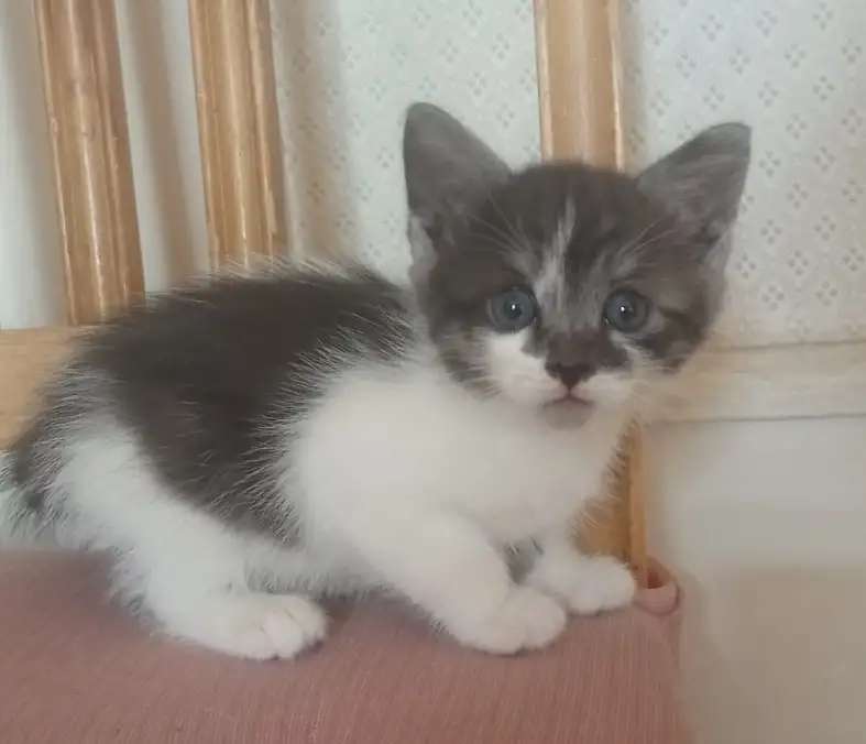 котят отдам