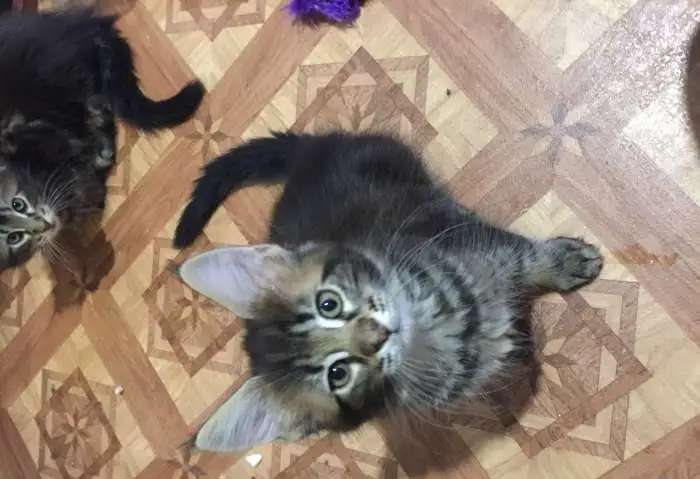 Котята Мейн-куны