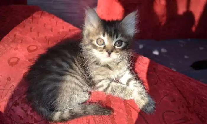 котята даром