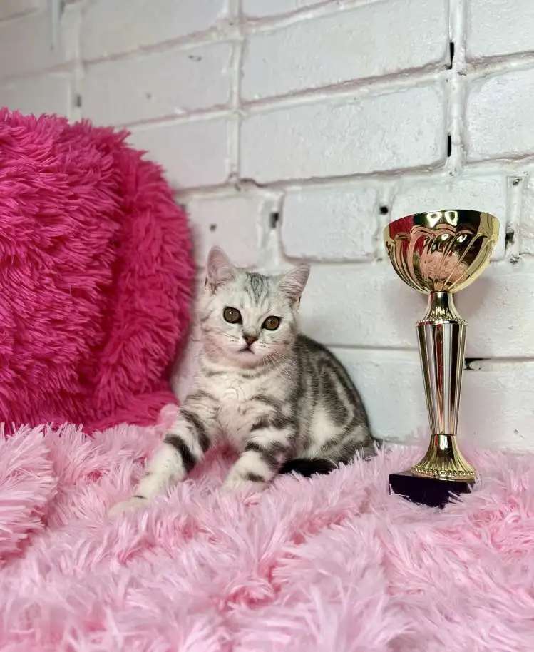 Британские котята