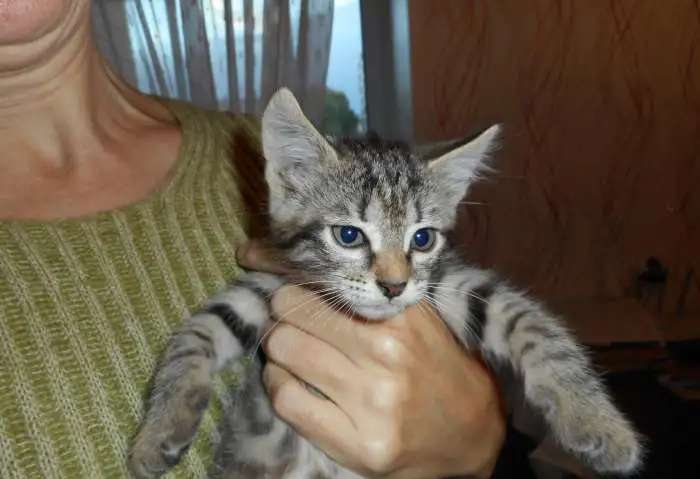 Отдам котят в добрые руки