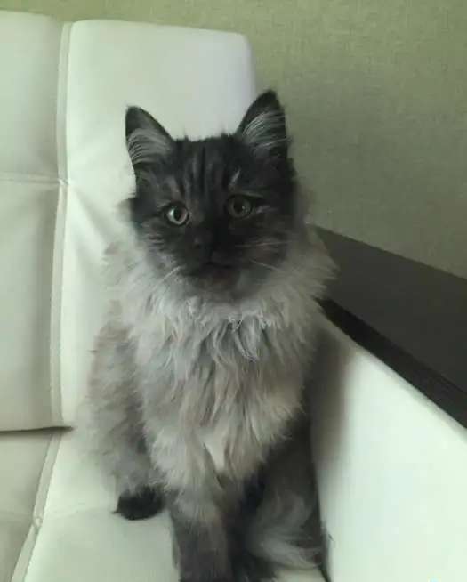 котята даром