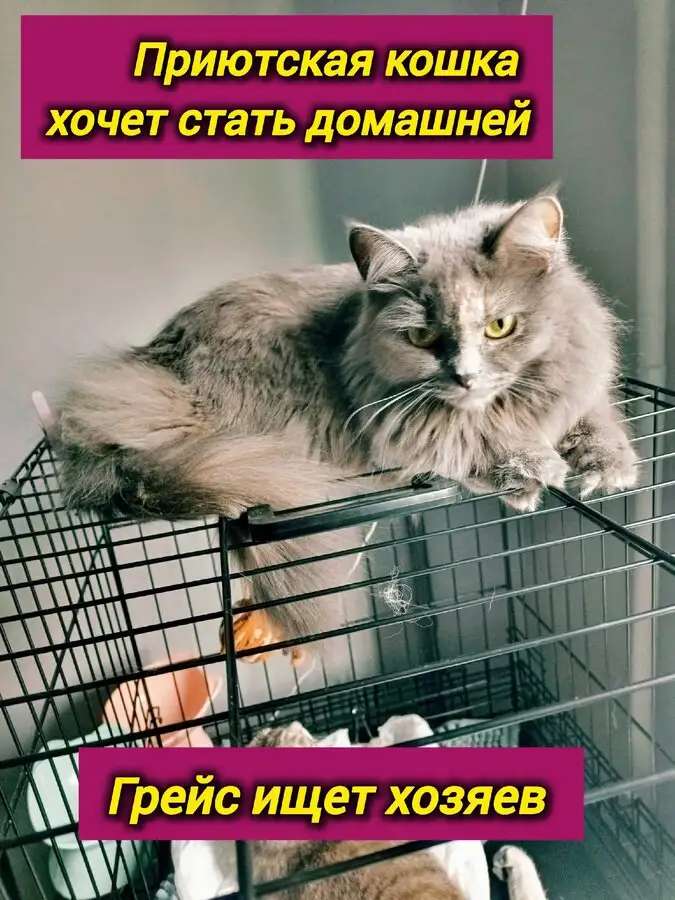 Грейс, чьё имя означает Благодать, ищет свой дом.