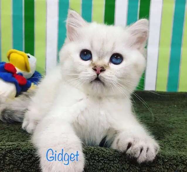 котенок Кошечка GIDGET