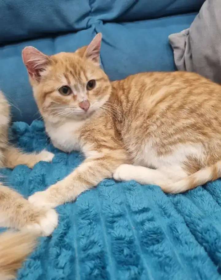 Котята - лучший подарок на новый год!!