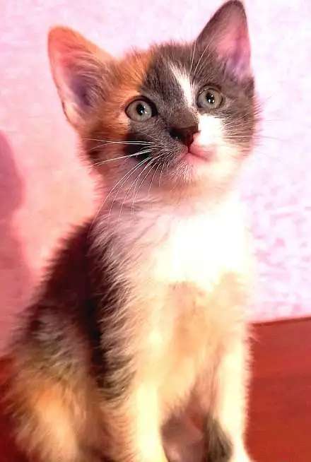 Котята