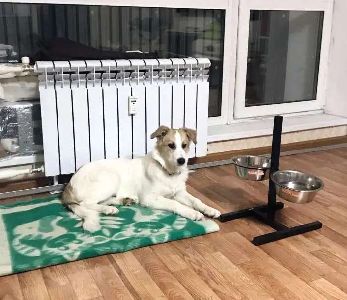 В добрые ручки Нюша