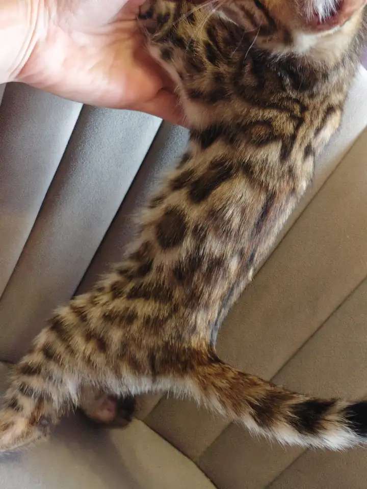 Бенгальские котята