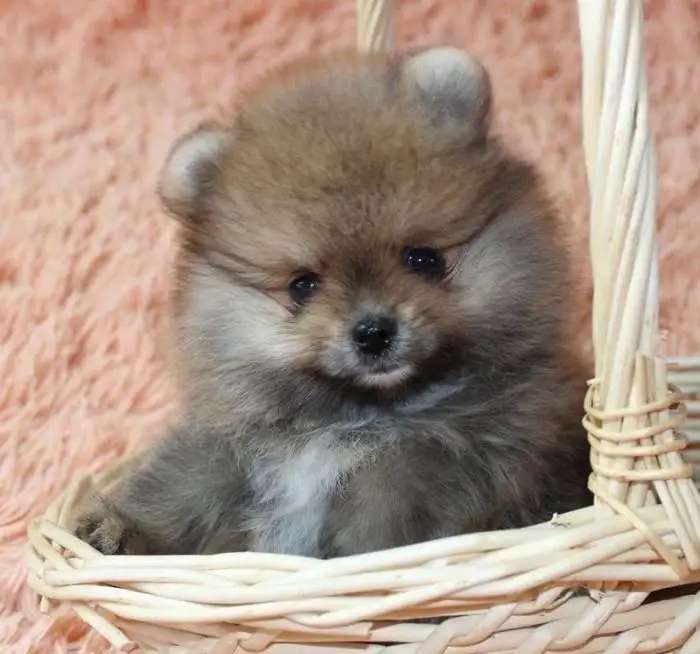 Немецкий шпиц