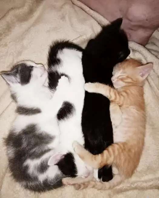 котята ищут хороший дом