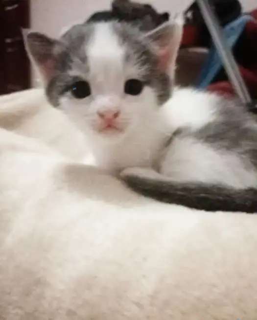 котята ищут хороший дом