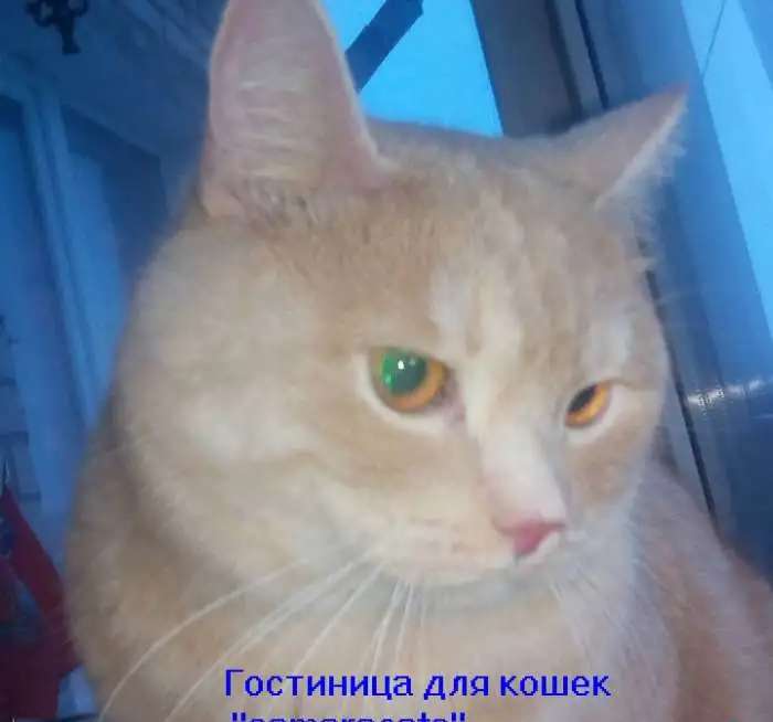 Гостиница для кошек 