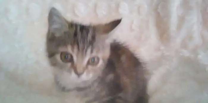 Отдаю котят