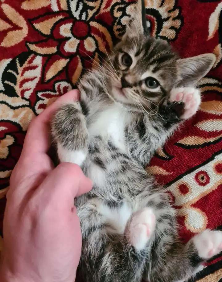Игривые и Добрые котята