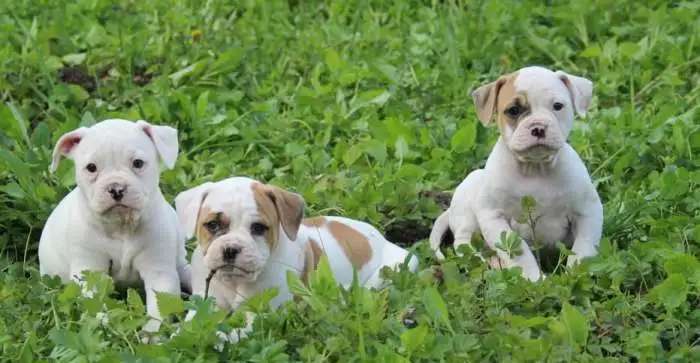 Американский Бульдог щенки