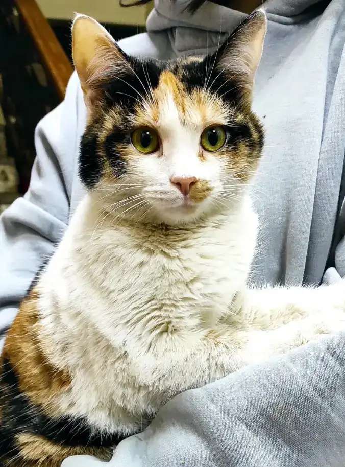Кошка в добрые руки
