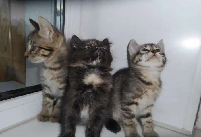 Отдам котят в добрые руки