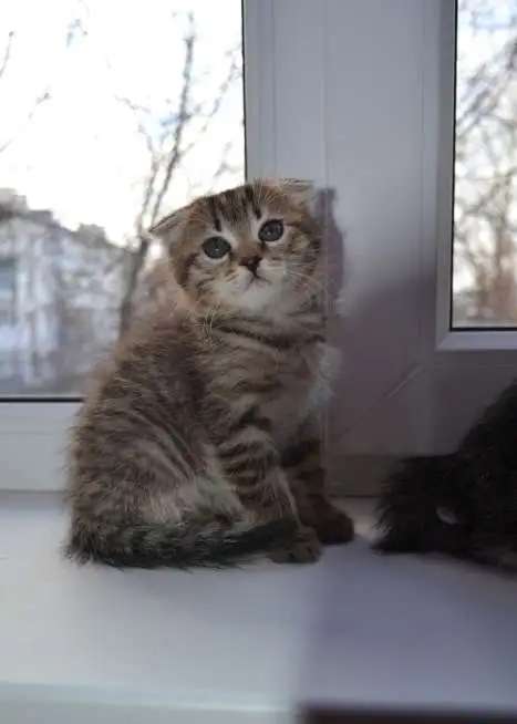 котята даром