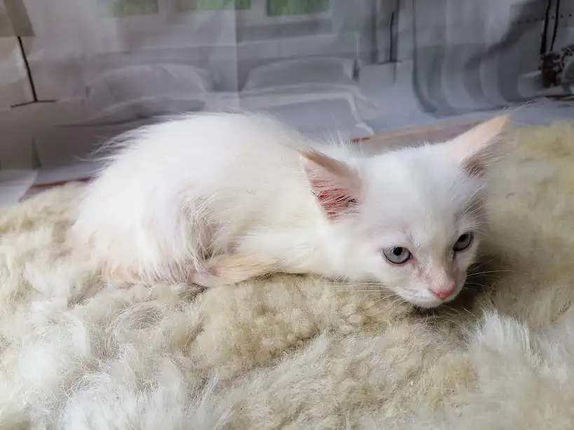 Сиамский котёнок