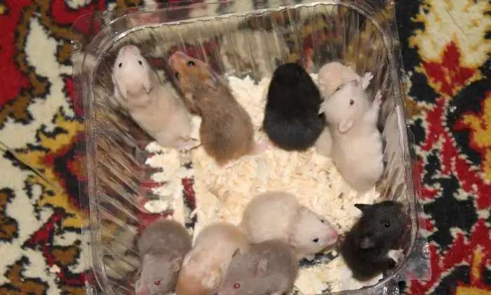 Сирийские хомяки, крупные, ручные