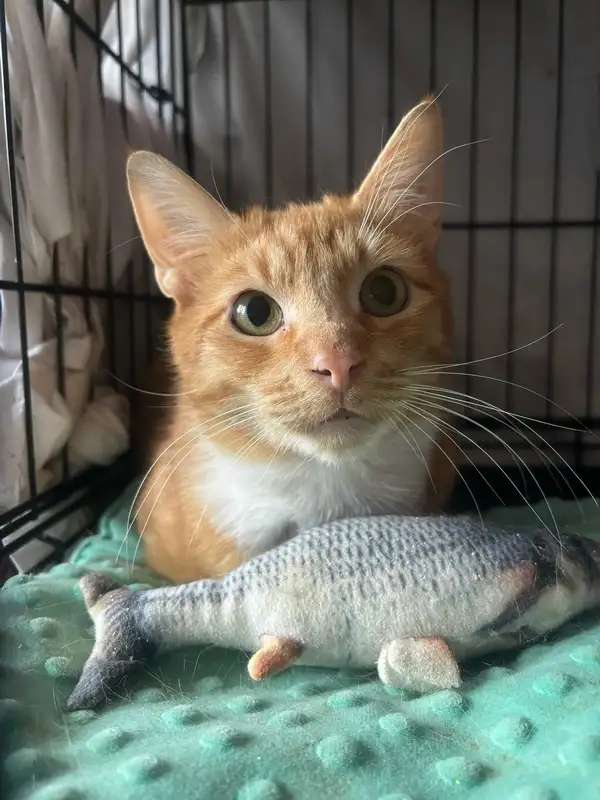 Котик-мурлыка ищет дом