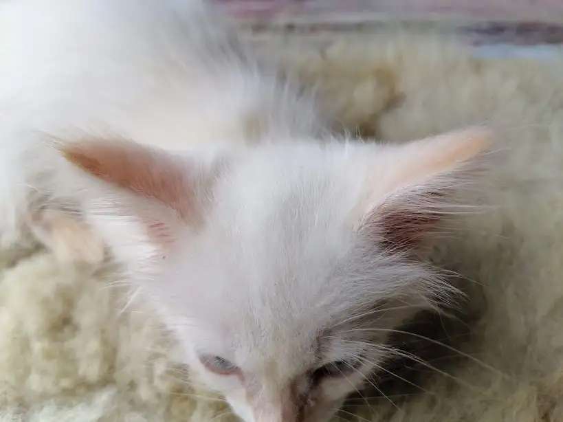 Сиамский котёнок