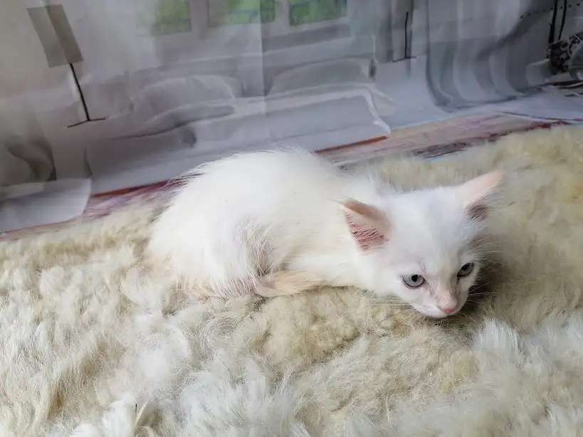 Сиамский котёнок