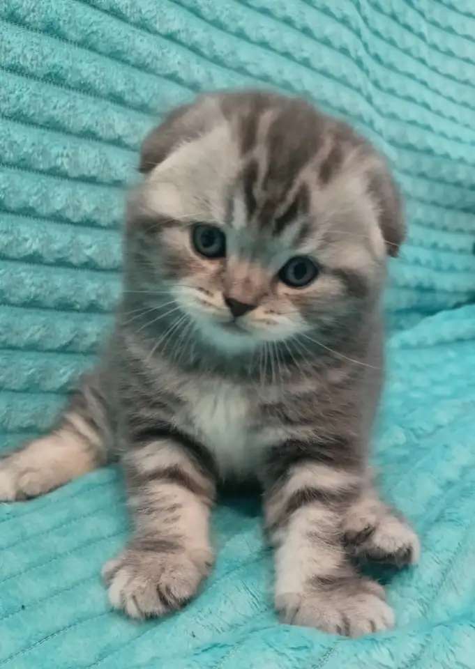 Шотландский котенок