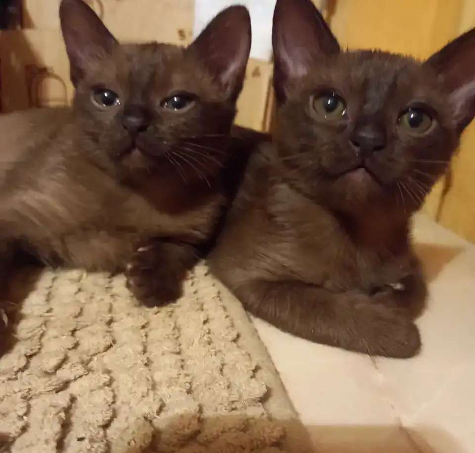 Бурманские котята, девочка и мальчик.