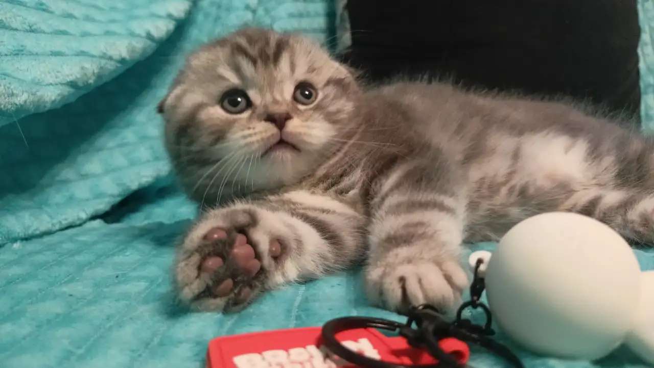 Шотландский котенок