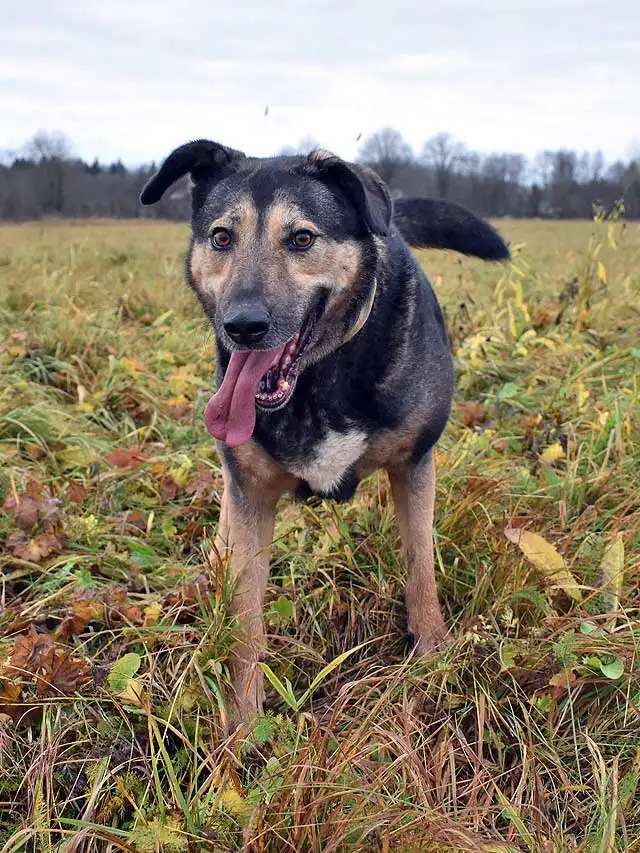 Бара собака, которая слишком долго ждёт своего человека