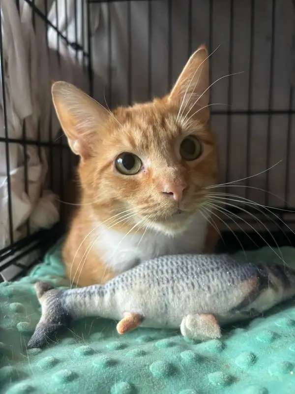 Котик-мурлыка ищет дом