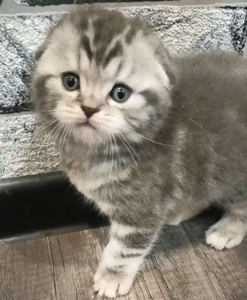 Шотландский котенок