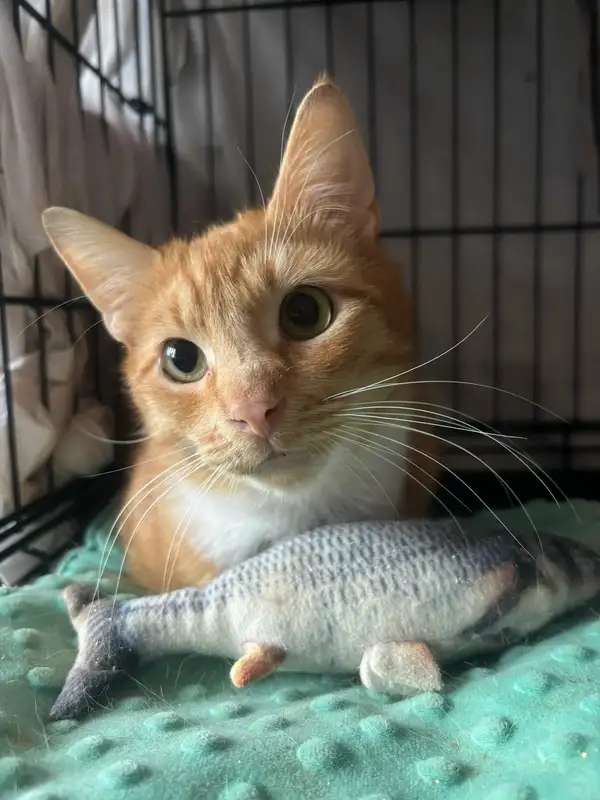 Котик-мурлыка ищет дом